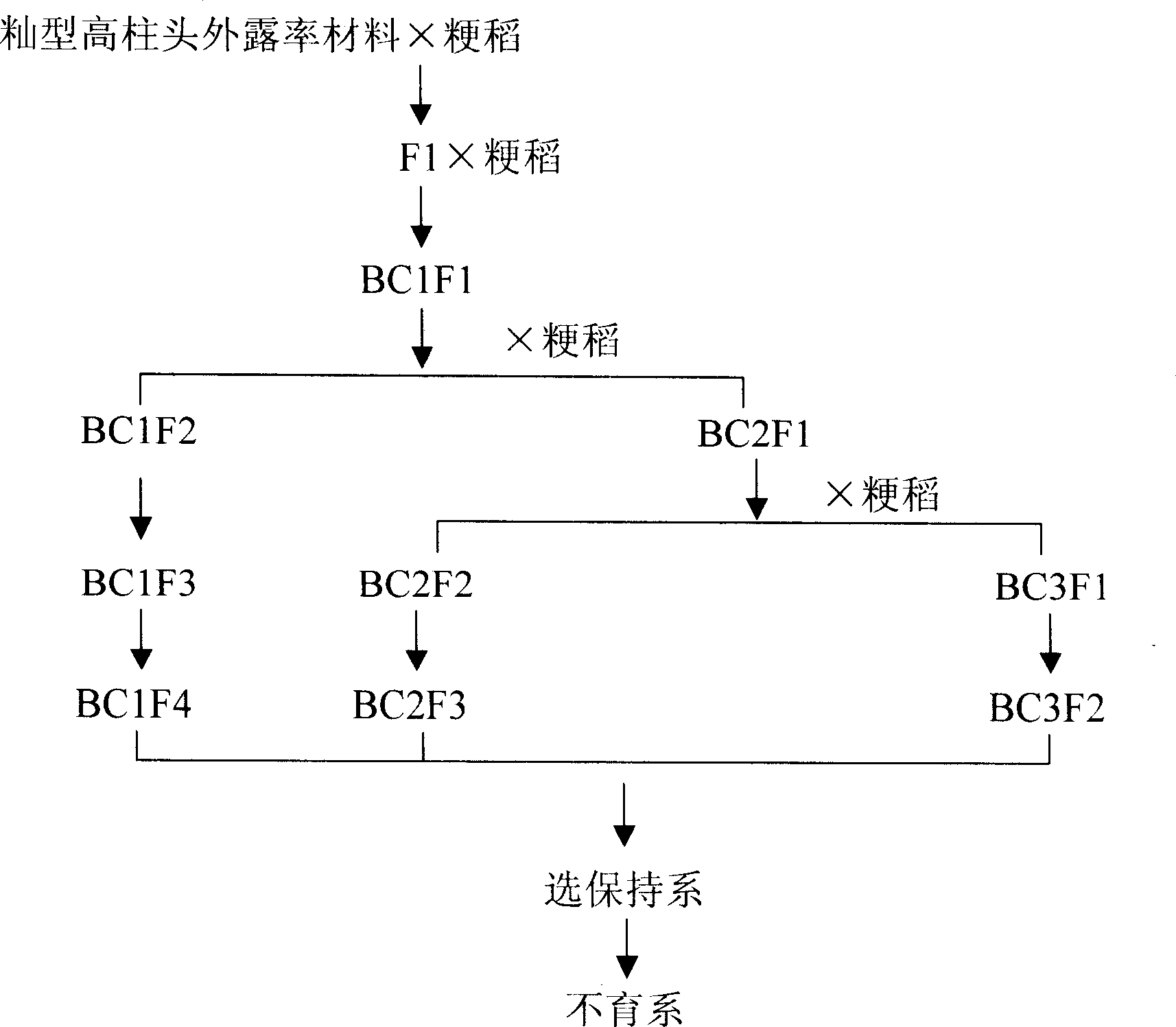 High stigma exposure rate japonica rice sterile line selection and breeding technology