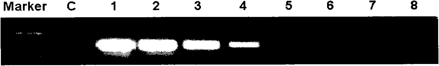 DNA probe and gene chip for detecting cryptococus neoformans and application thereof