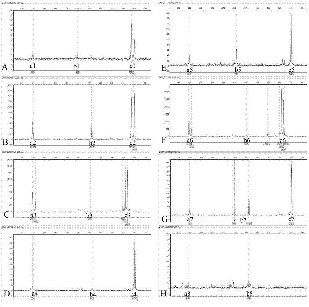 est-ssr marker identification method and primers of traditional Chinese medicine Xihuangcao species