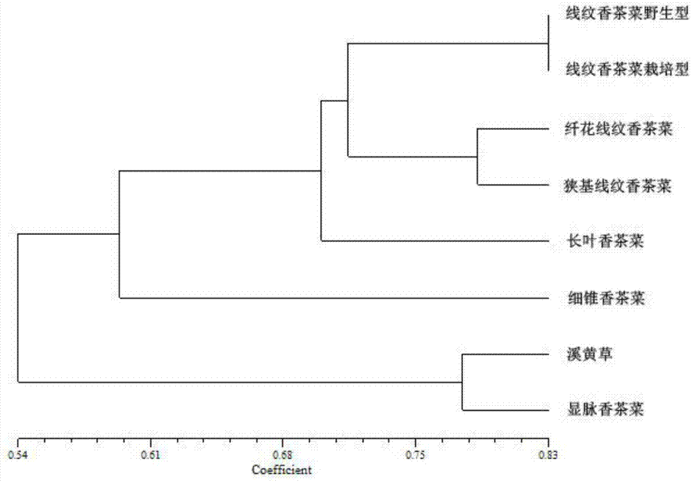 est-ssr marker identification method and primers of traditional Chinese medicine Xihuangcao species