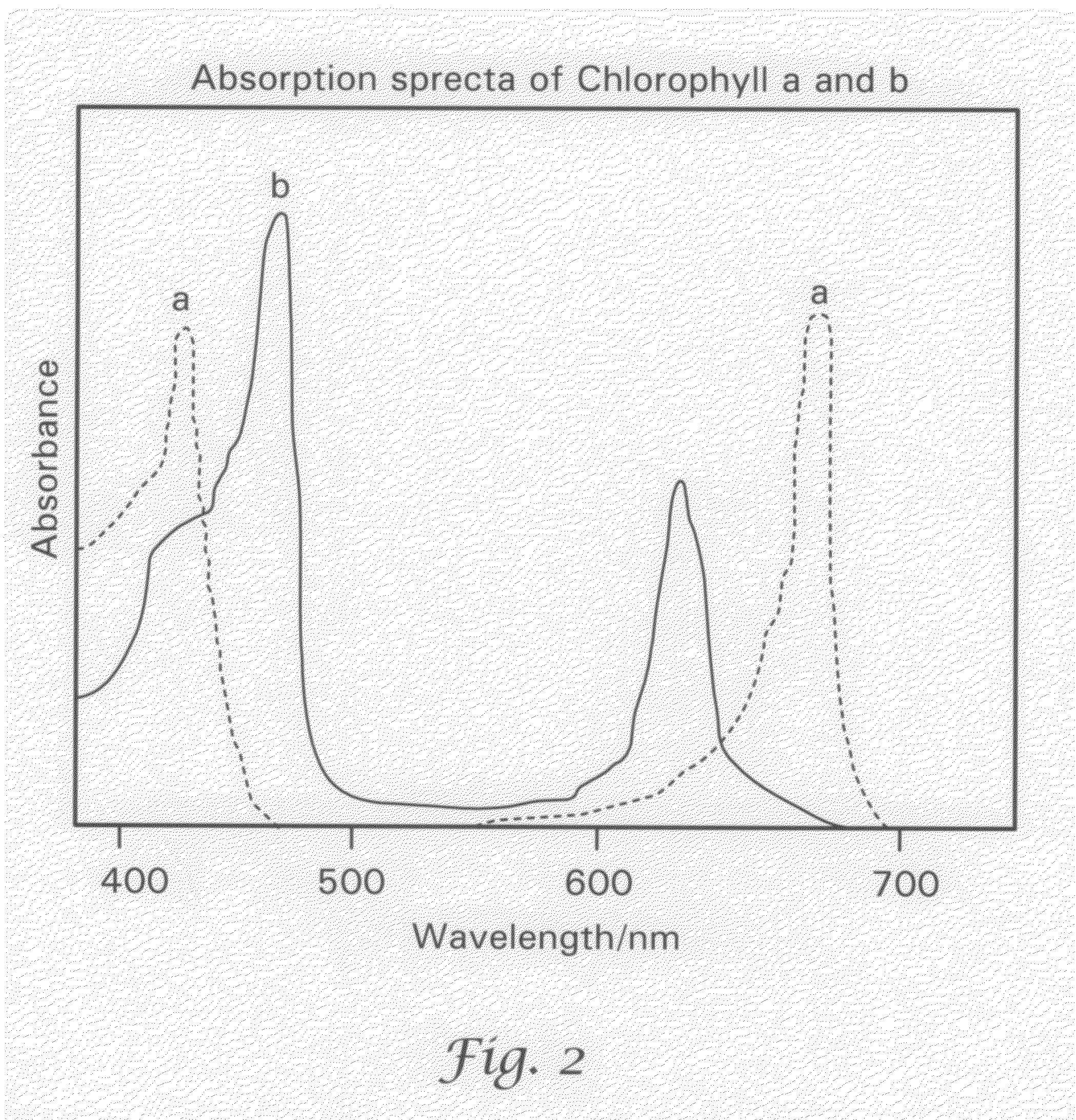 Chlorophyll cooling agent for synthetic turf components