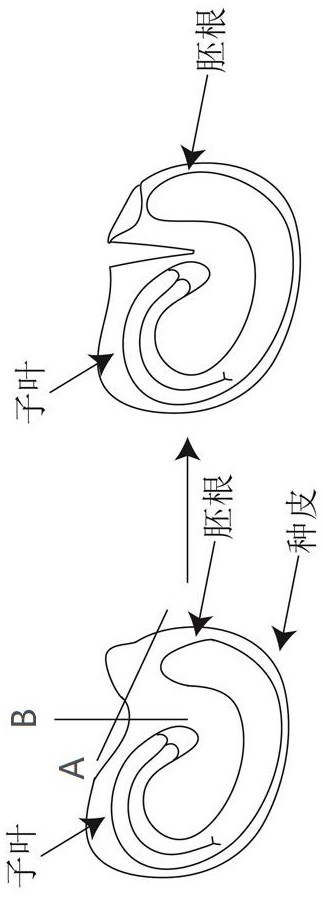 Tetrazole determination method for viability of sweet pepper seeds