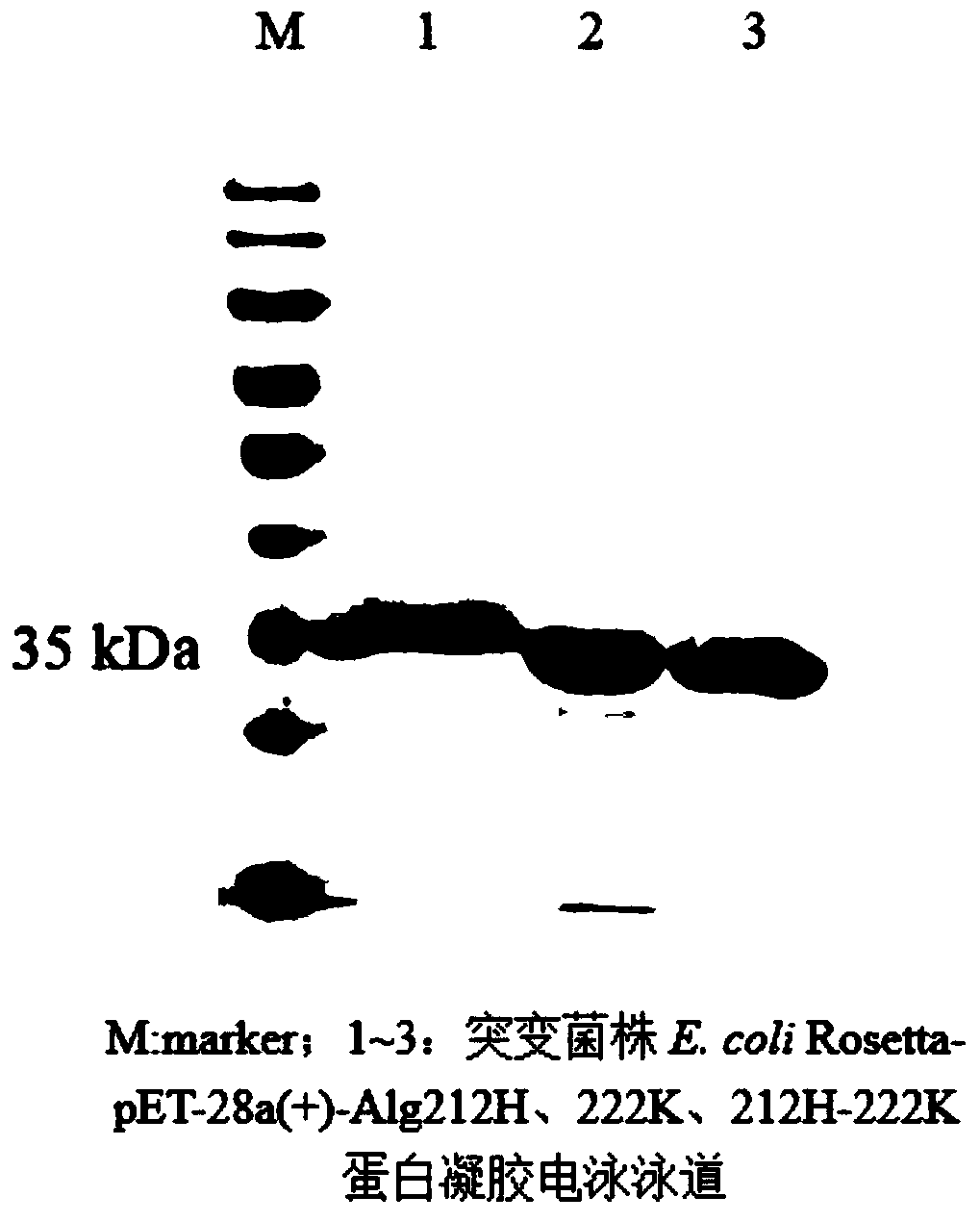 Site-directed mutation modified algin lyase mutant and application thereof