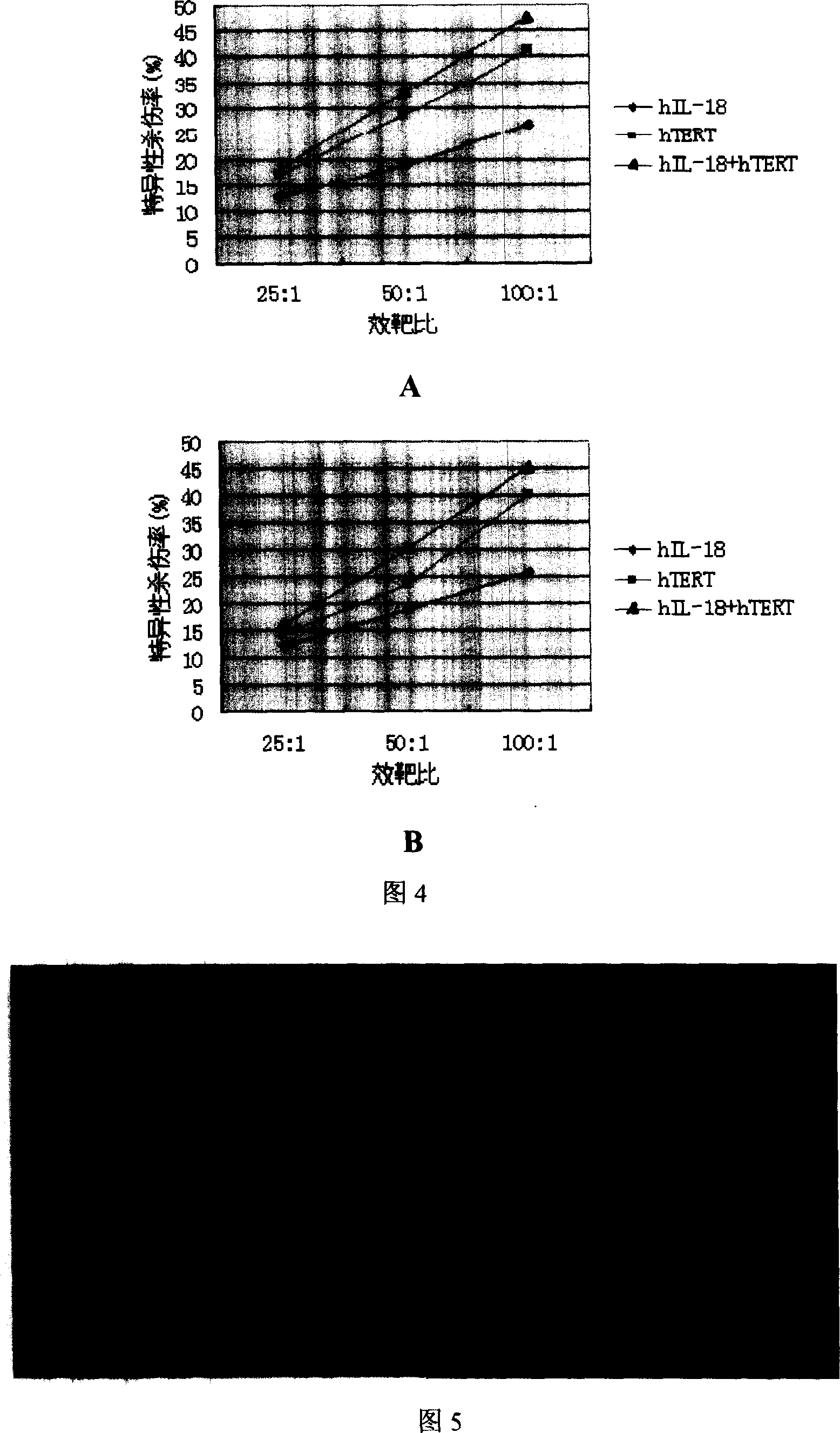 Fusion gene vector construction and expression as well as uses