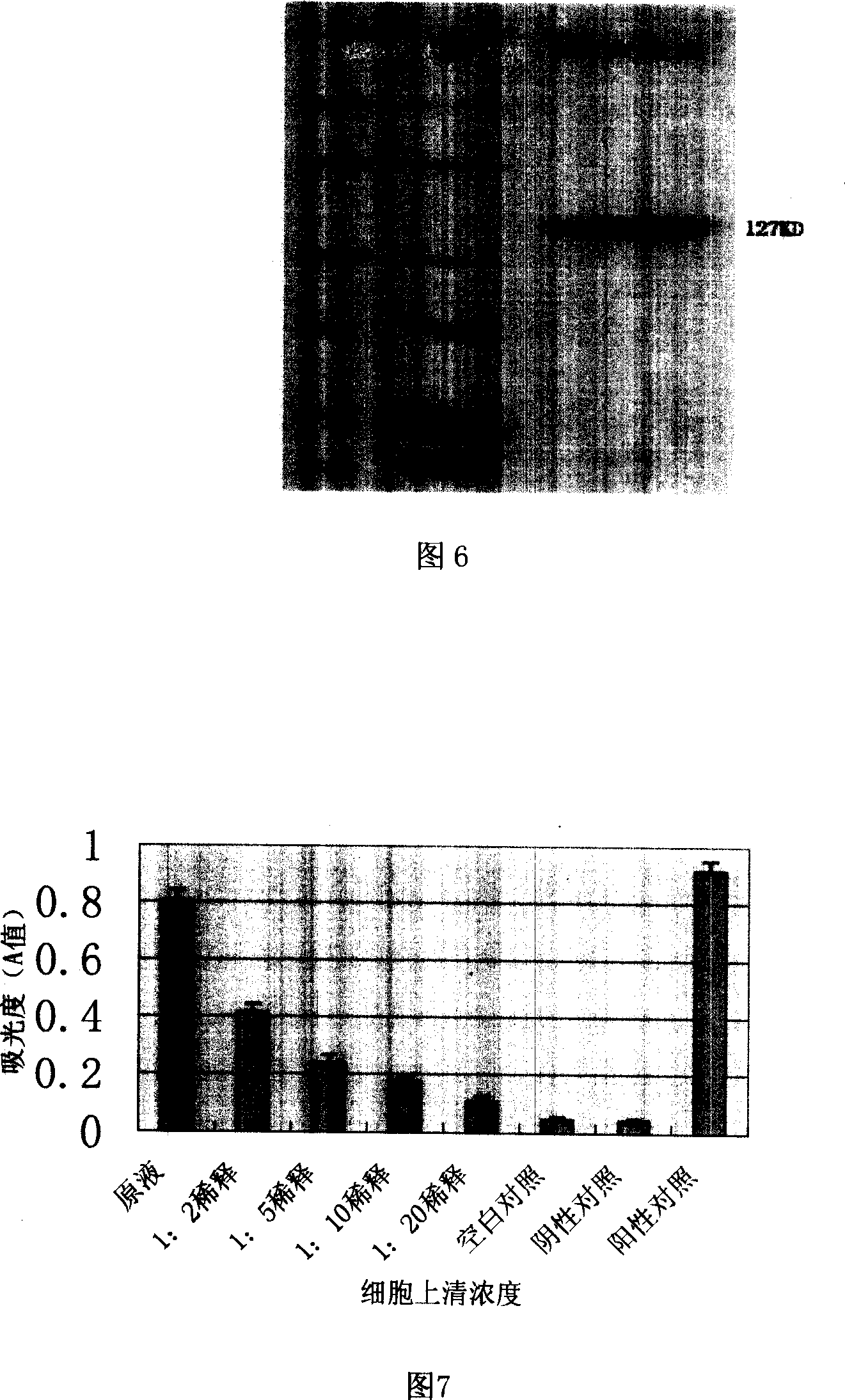 Fusion gene vector construction and expression as well as uses