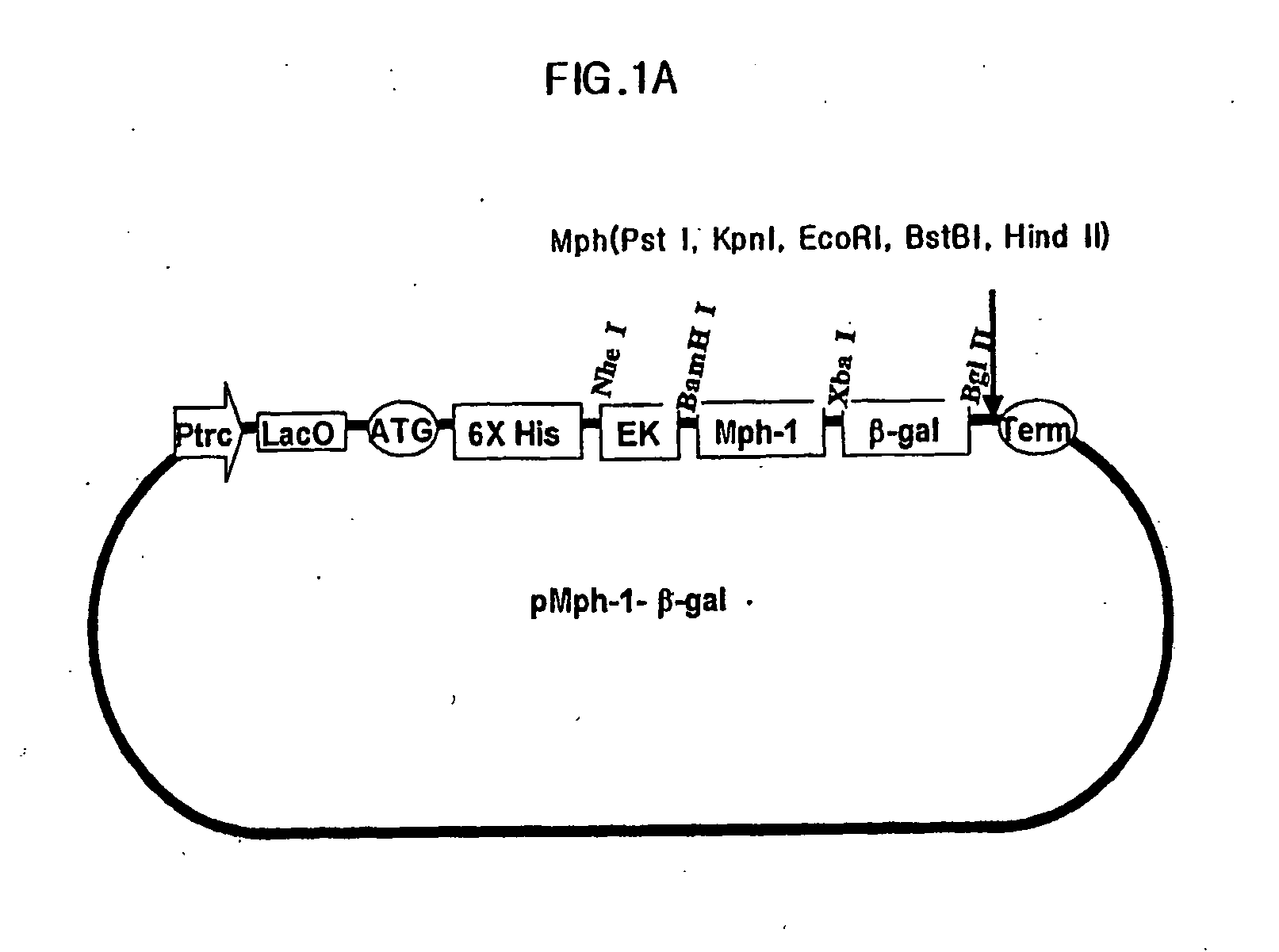 Biomolecule transduction motif Mph-1-BTM and the use thereof