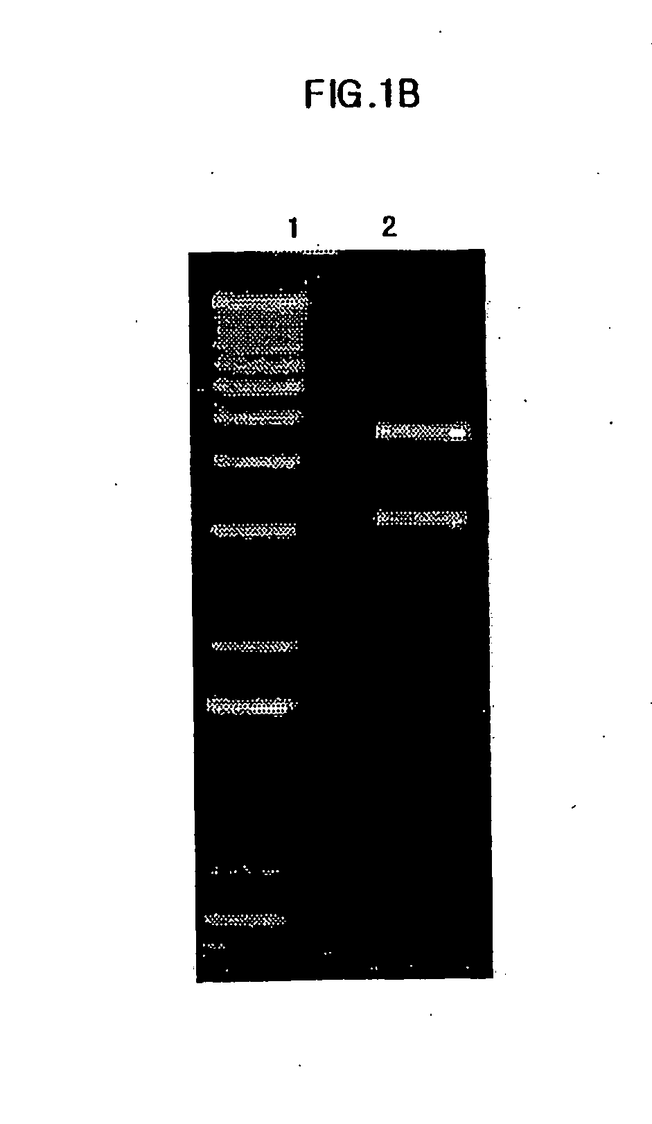 Biomolecule transduction motif Mph-1-BTM and the use thereof