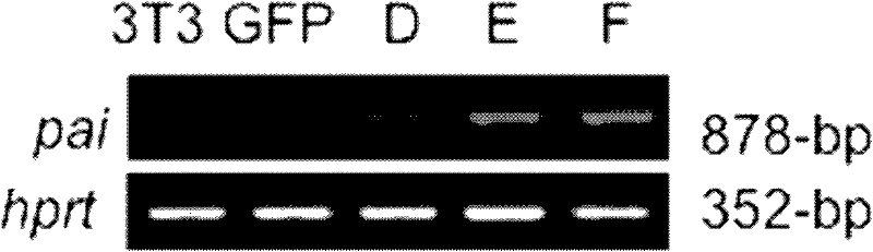 Dual purposes of linoleate isomerase in aspects of dehydrogenation and isomerism