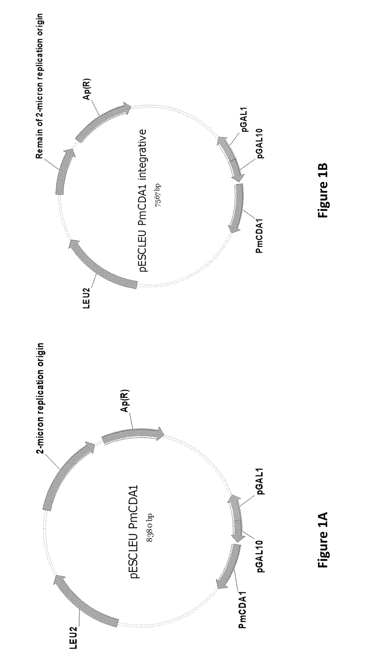 Composition and method for diversifying polypeptide libraries