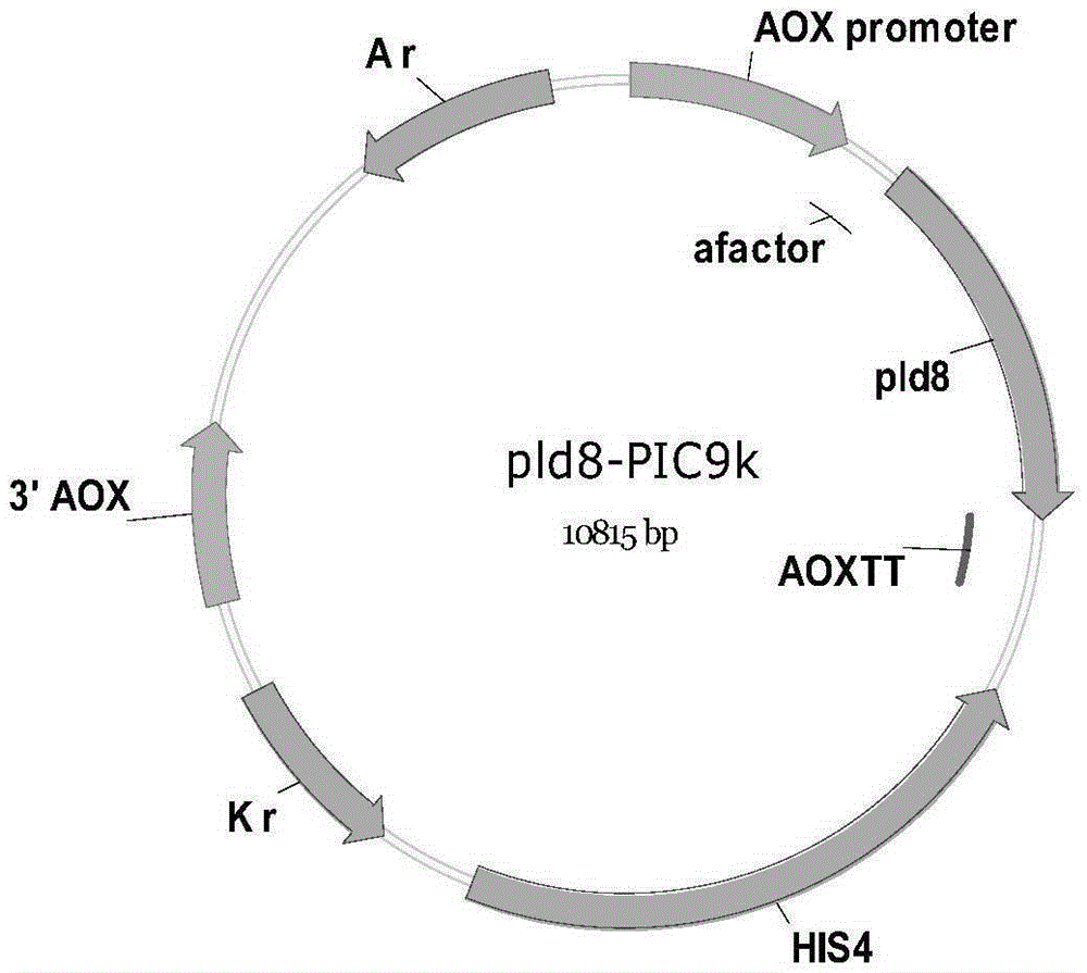 New phospholipase