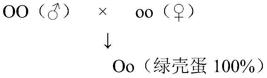 Cultivation method for green-shelled-egg chicken pure line