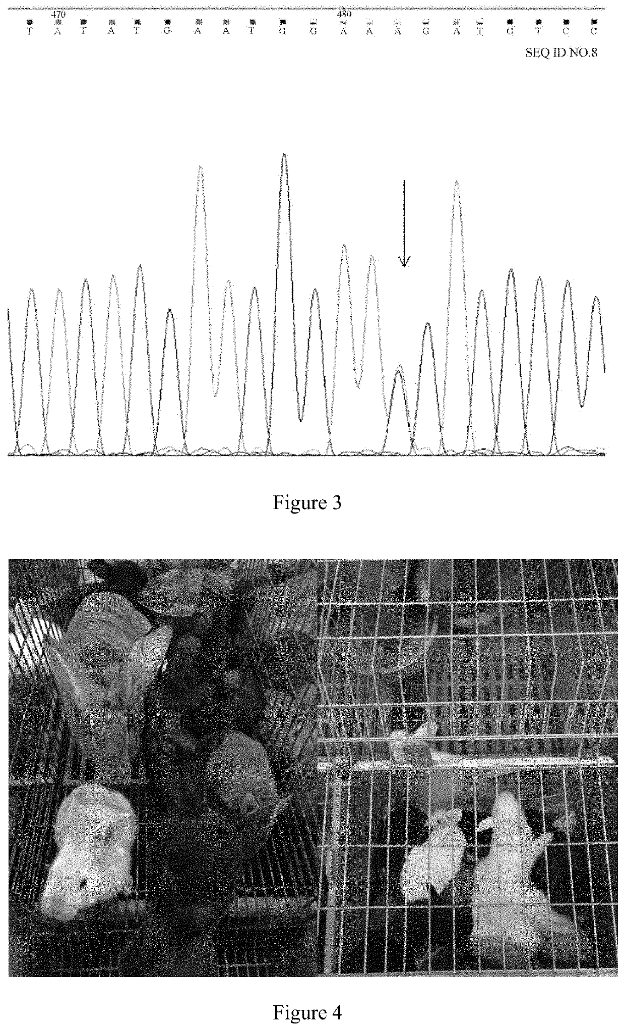 Screening method for homozygous genotype agouti hair color rabbits