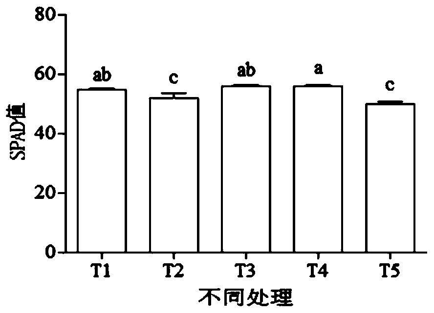 Exogenous gibberellin spica increase method of piper nigrum