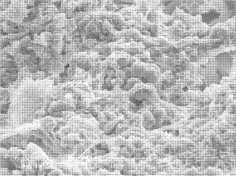 Low-density zeolite biological aerated filter filling and preparation method thereof