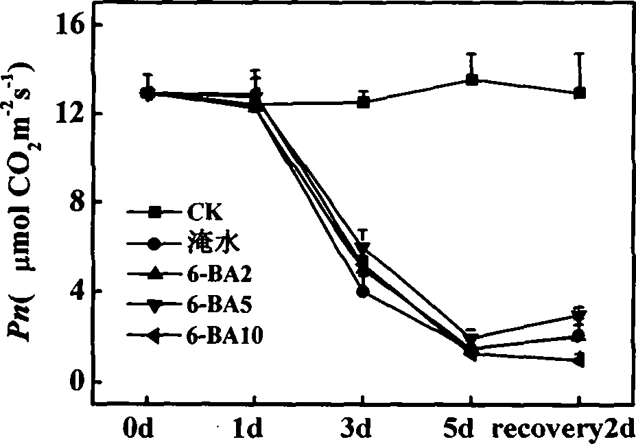 Cultivation method of spraying exogenous material 6-BA on leaf surface to improve water logging resistance of cucumber