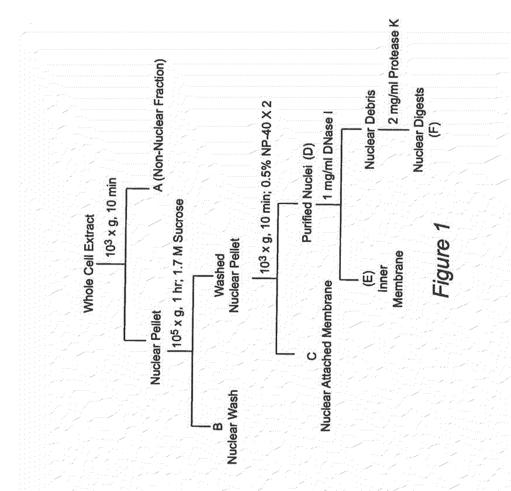 Nuclear sulfated oxysterol, potent regulator of lipid homeostasis, for therapy of hypercholesterolemia, hypertriglycerides, fatty liver diseases, and atherosclerosis