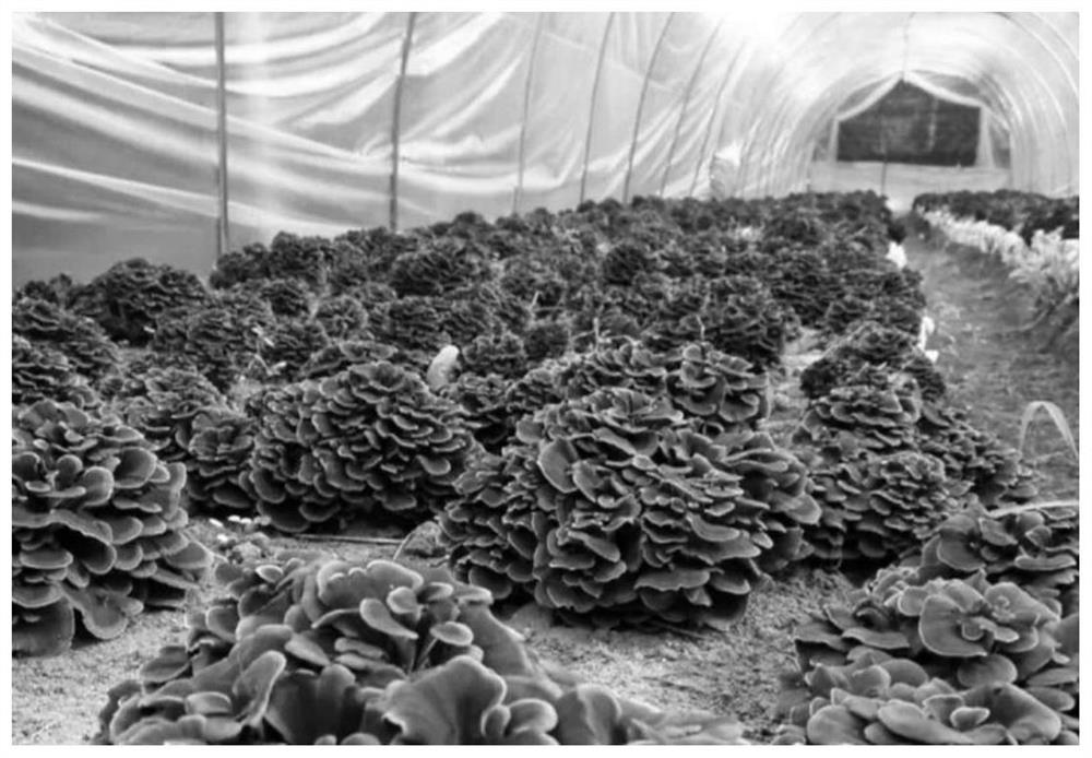 A method for lightly and simplified cultivation of edible fungi under forest