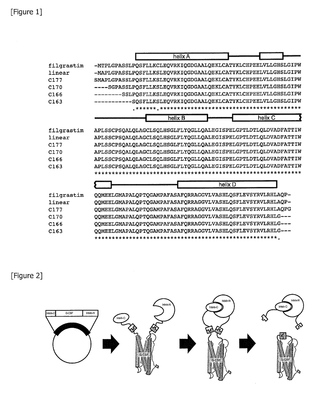 Cyclized cytokine and method for producing same