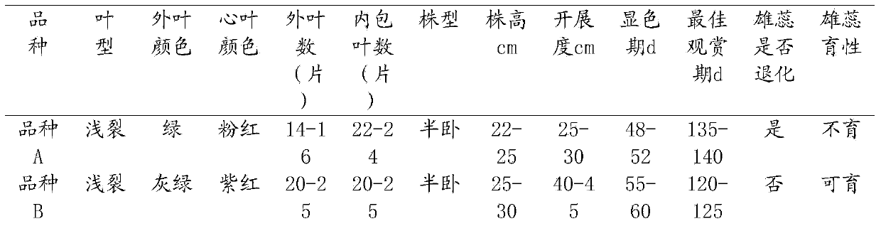 Breeding method of supersulcus-leaf Brassica oleracea var. acephala f. tricolor Hort.