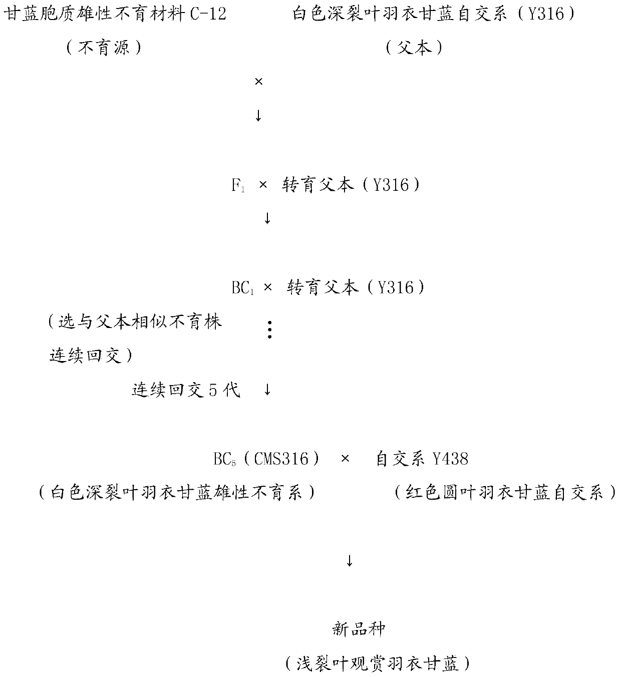 Breeding method of supersulcus-leaf Brassica oleracea var. acephala f. tricolor Hort.