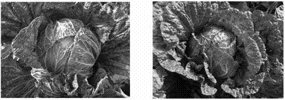 Foliar topdressing method for promoting yield increase of heading leaf vegetables under protected cultivation conditions