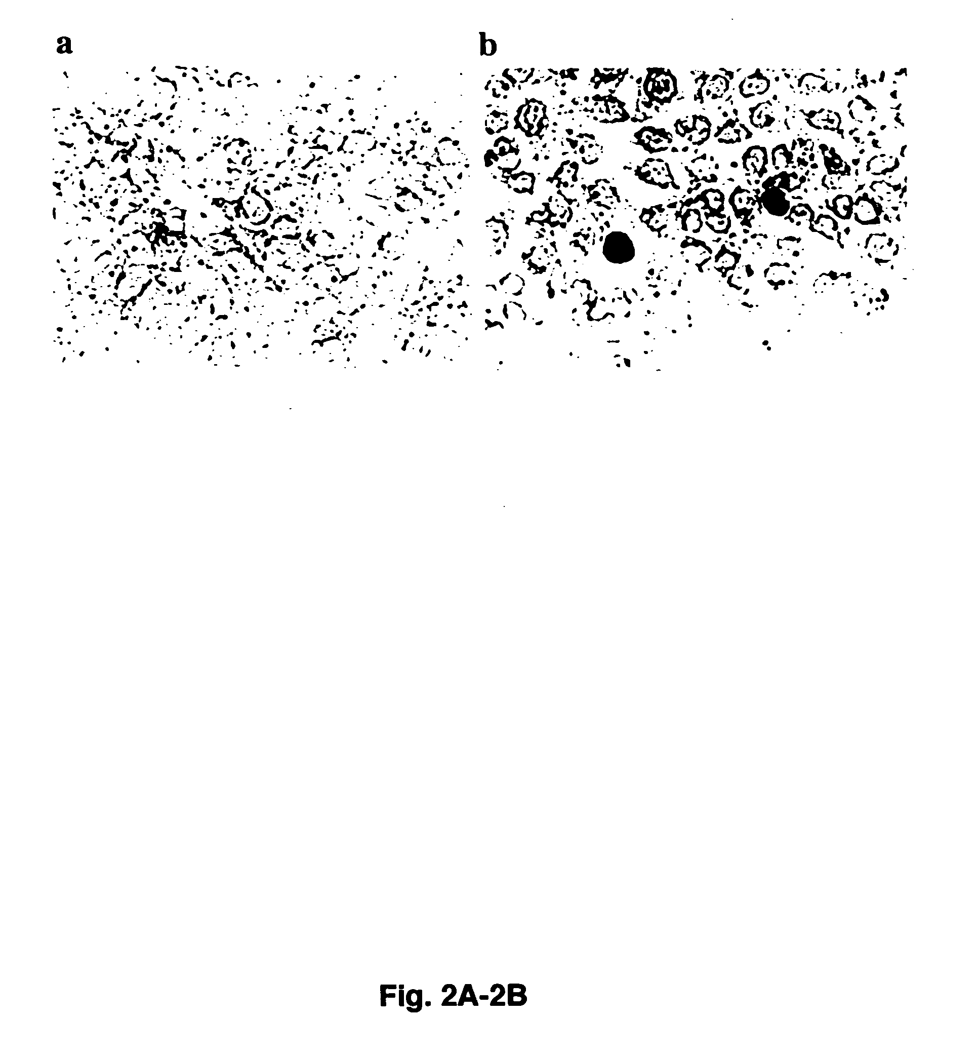 Methods to culture circovirus