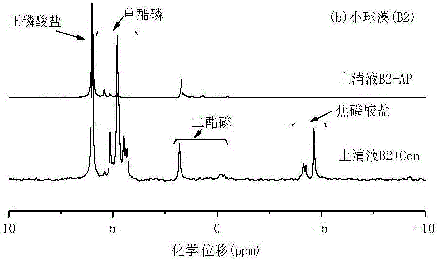 Degradation method for detecting alga organic phosphorus in lakes and application thereof