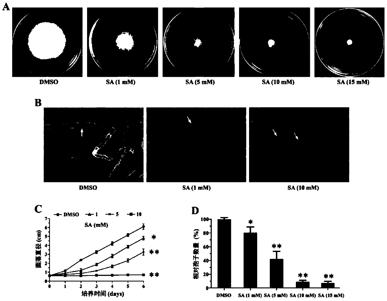 F. oxysporum TOR gene RNAi vector, and method for prevention and treatment of potato dry rot and fusarium wilt through combination of F. oxysporum TOR gene RNAi vector and salicylic acid