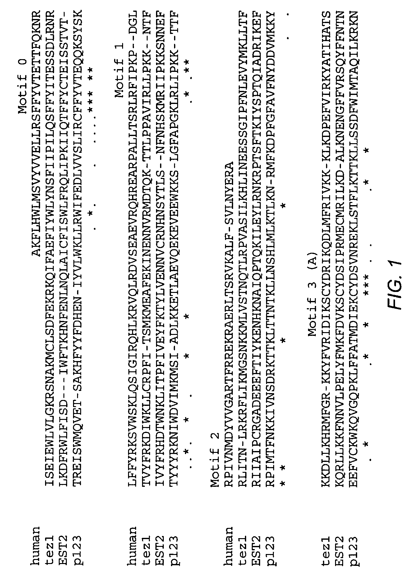 Human telomerase reverse transcriptase polypeptides