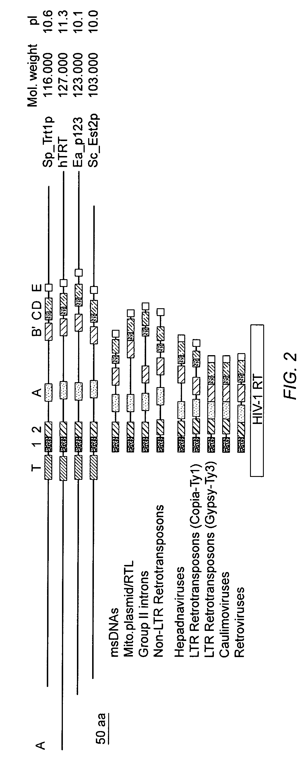 Human telomerase reverse transcriptase polypeptides