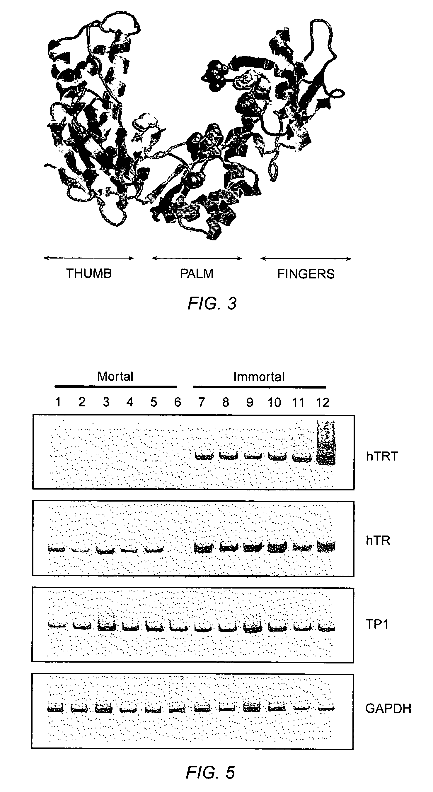 Human telomerase reverse transcriptase polypeptides