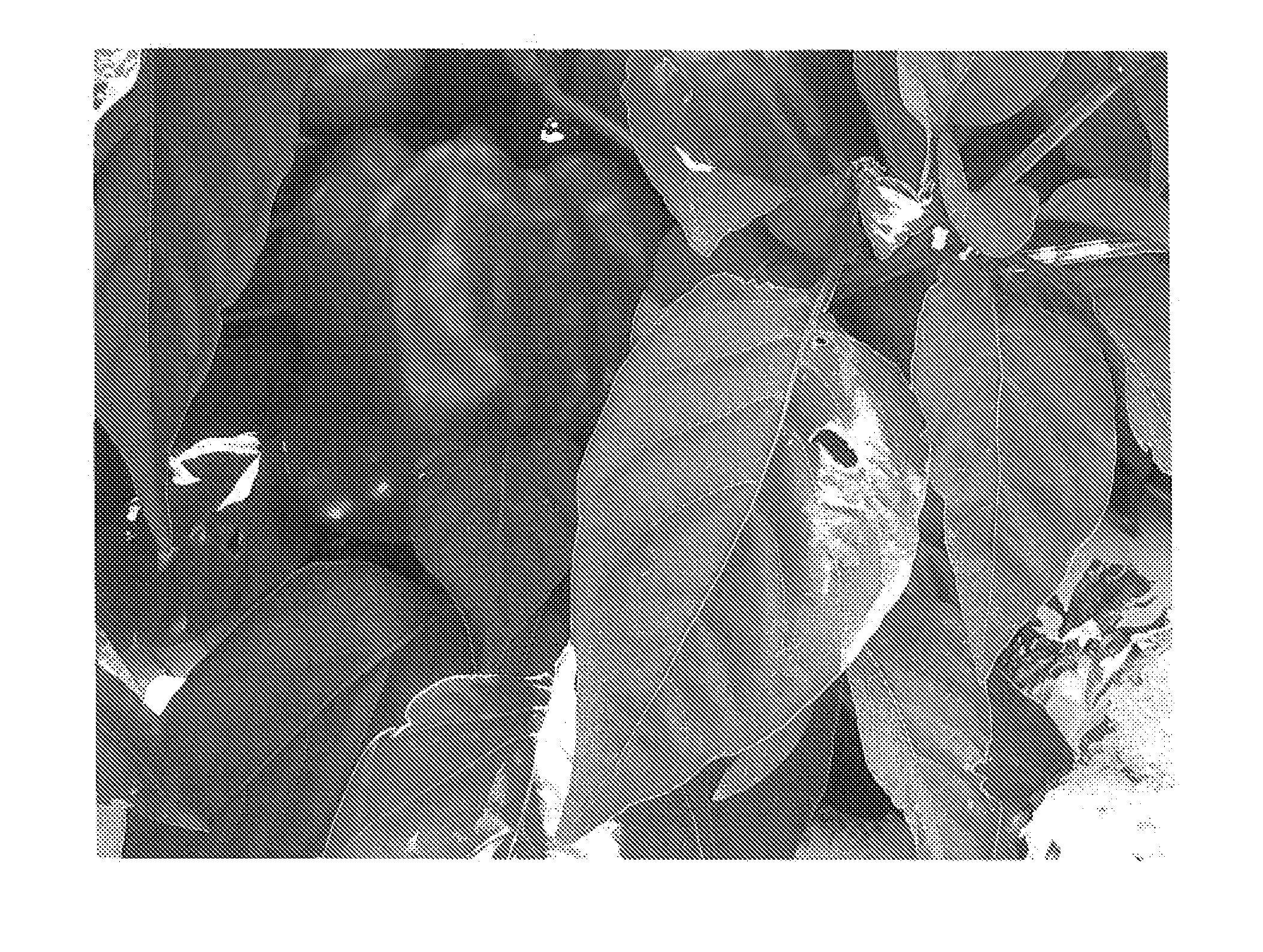 Compositions and Methods for the Control of Nematodes and Soil Borne Diseases