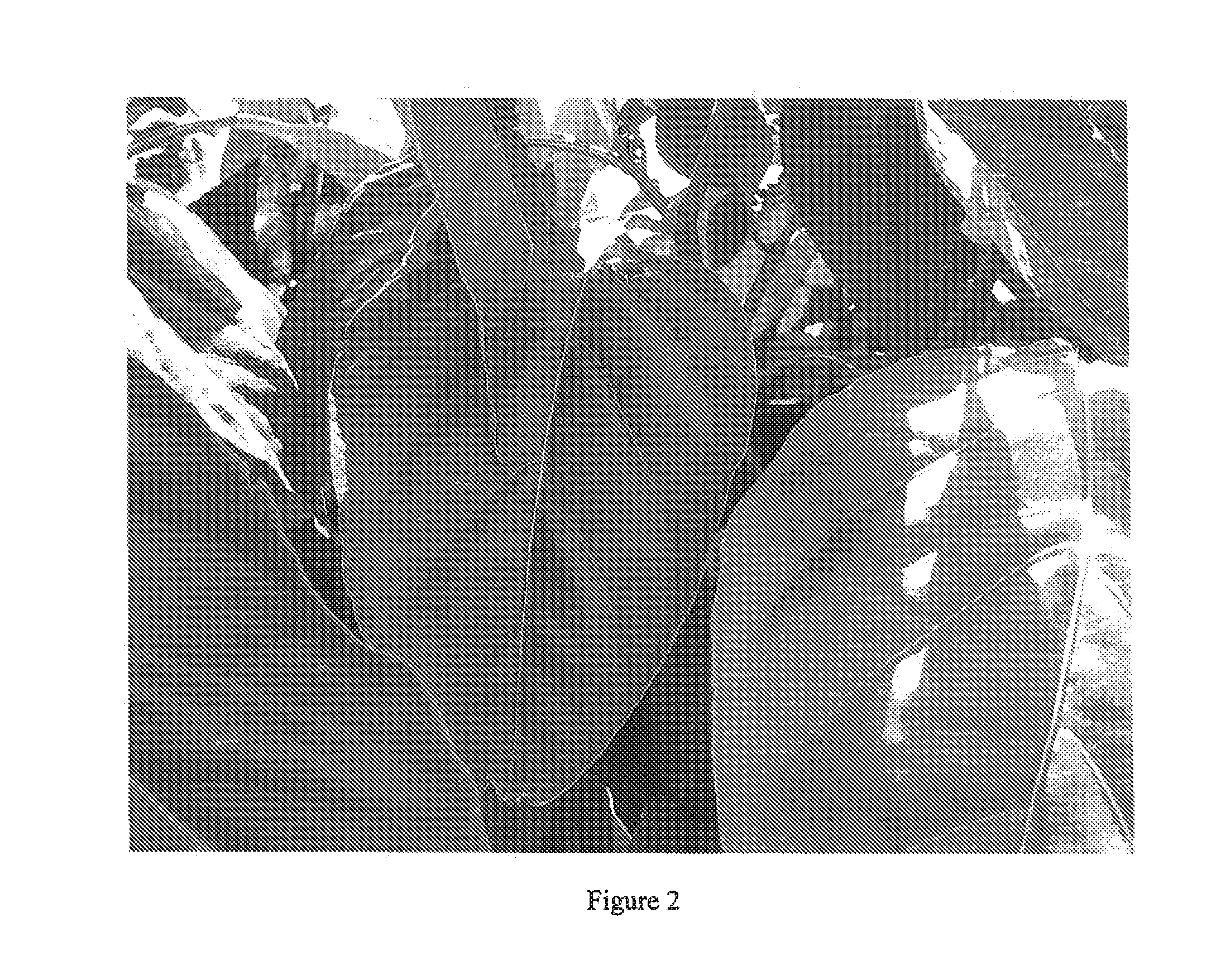 Compositions and Methods for the Control of Nematodes and Soil Borne Diseases