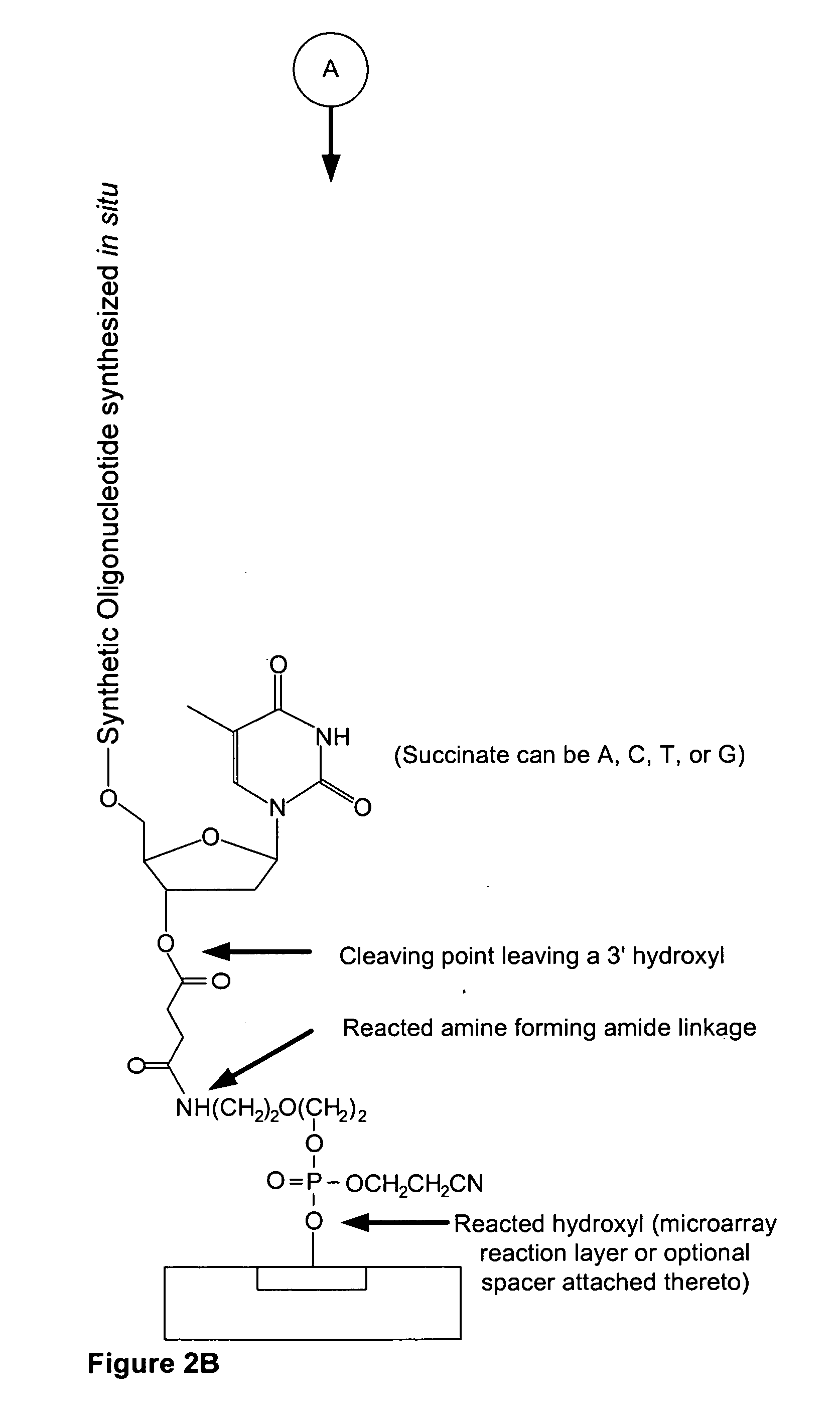 Microarray having a base cleavable succinate linker