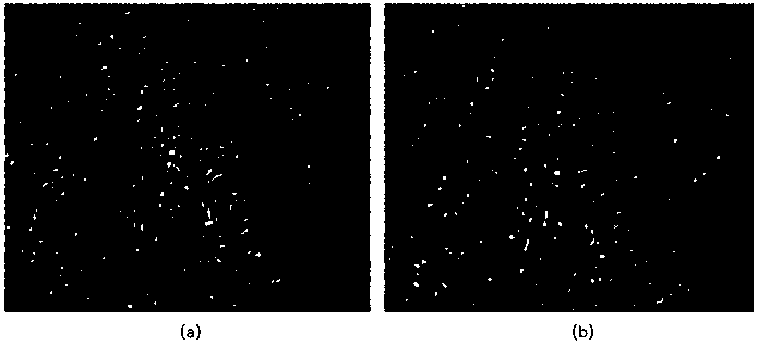 Recombinant carrot antifreeze protein gene CaAFP and application thereof