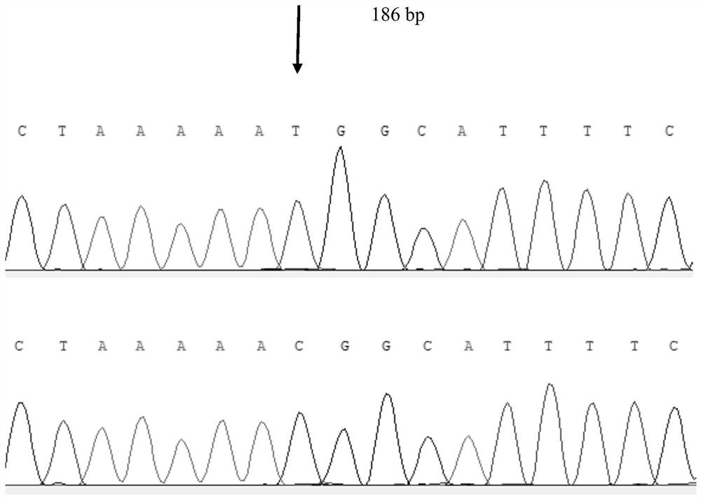 Xupu goose fatty liver fat deposition a-fabp gene and method of genetic marker