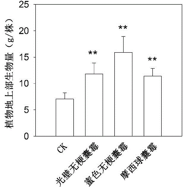 Method for repairing farmland soil polluted by cadmium through using combination of arbuscular mycorrhizal fungi and sedum plumbizincicola