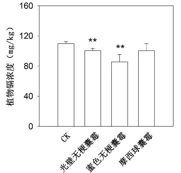 Method for repairing farmland soil polluted by cadmium through using combination of arbuscular mycorrhizal fungi and sedum plumbizincicola