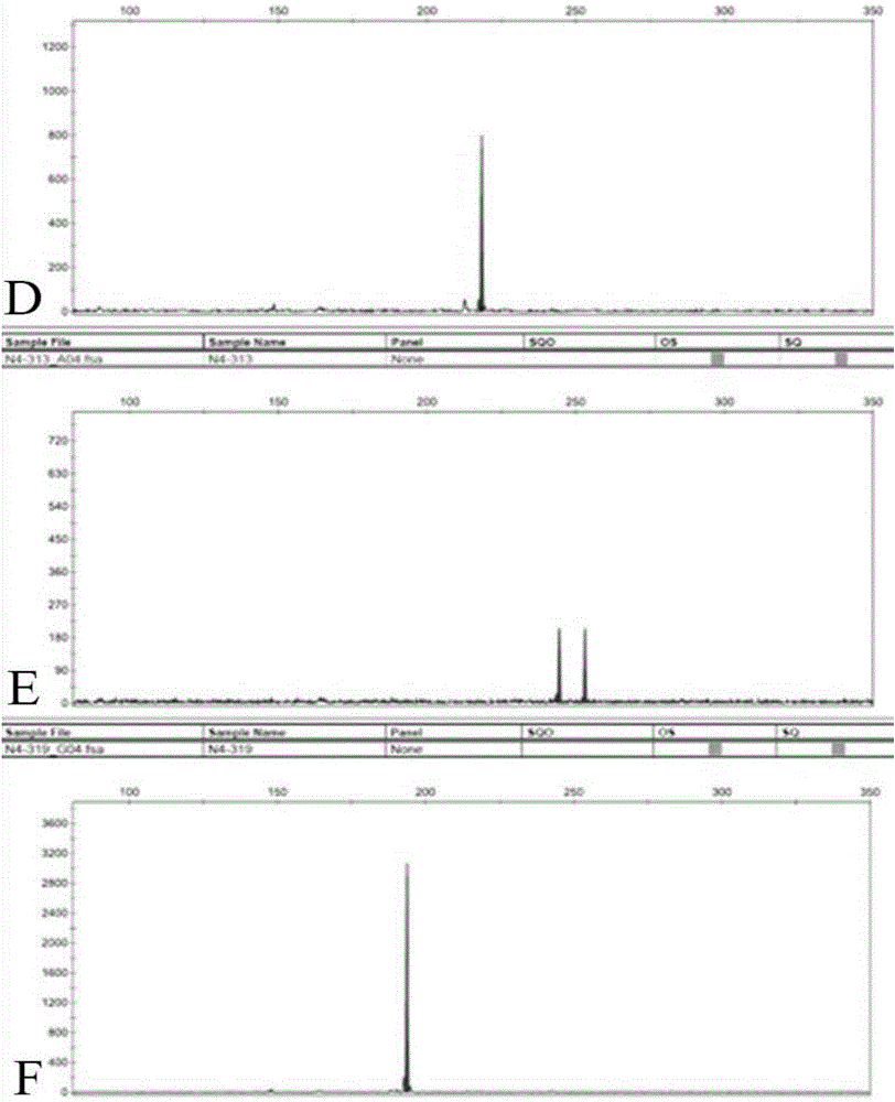 EST-SSR core primer group for identifying variety of Chinese wolfberry and identification method and application thereof