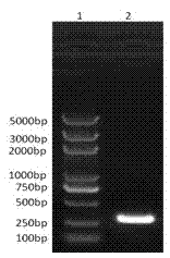 A kind of respiratory syncytial virus f2 protein subunit vaccine and preparation method thereof