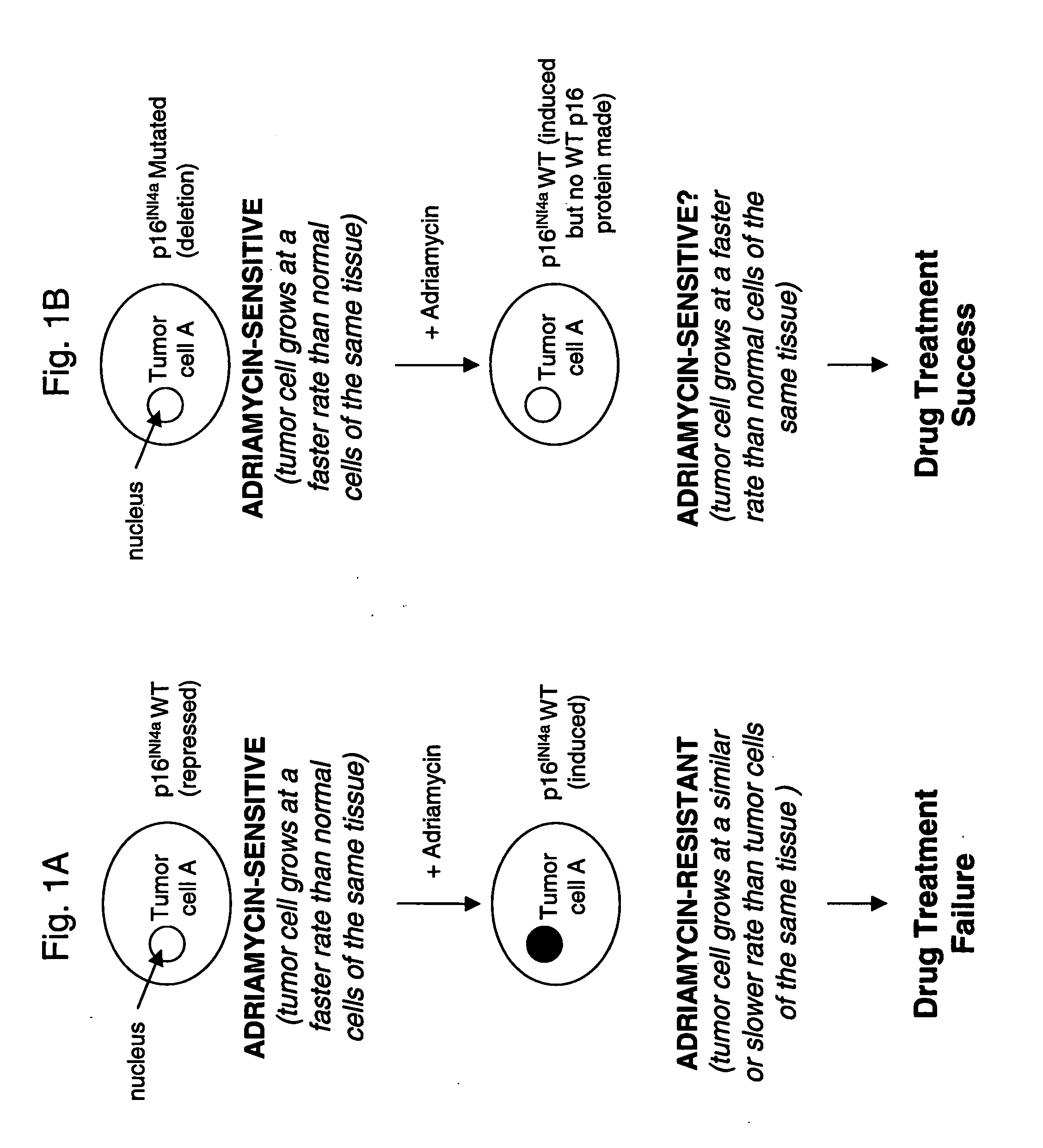 Methods for identifying chemotherapeutic resistance in non-hematopoietic tumors