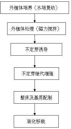 Method for regenerating sapium japonicum plant by inducing sapium japonicum stem rapidly