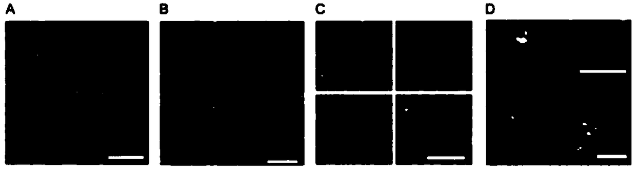 Preparation method of sequence and length customized circular single-stranded DNA (Deoxyribonucleic Acid) and application of sequence and length customized circular single-stranded DNA to DNA origami