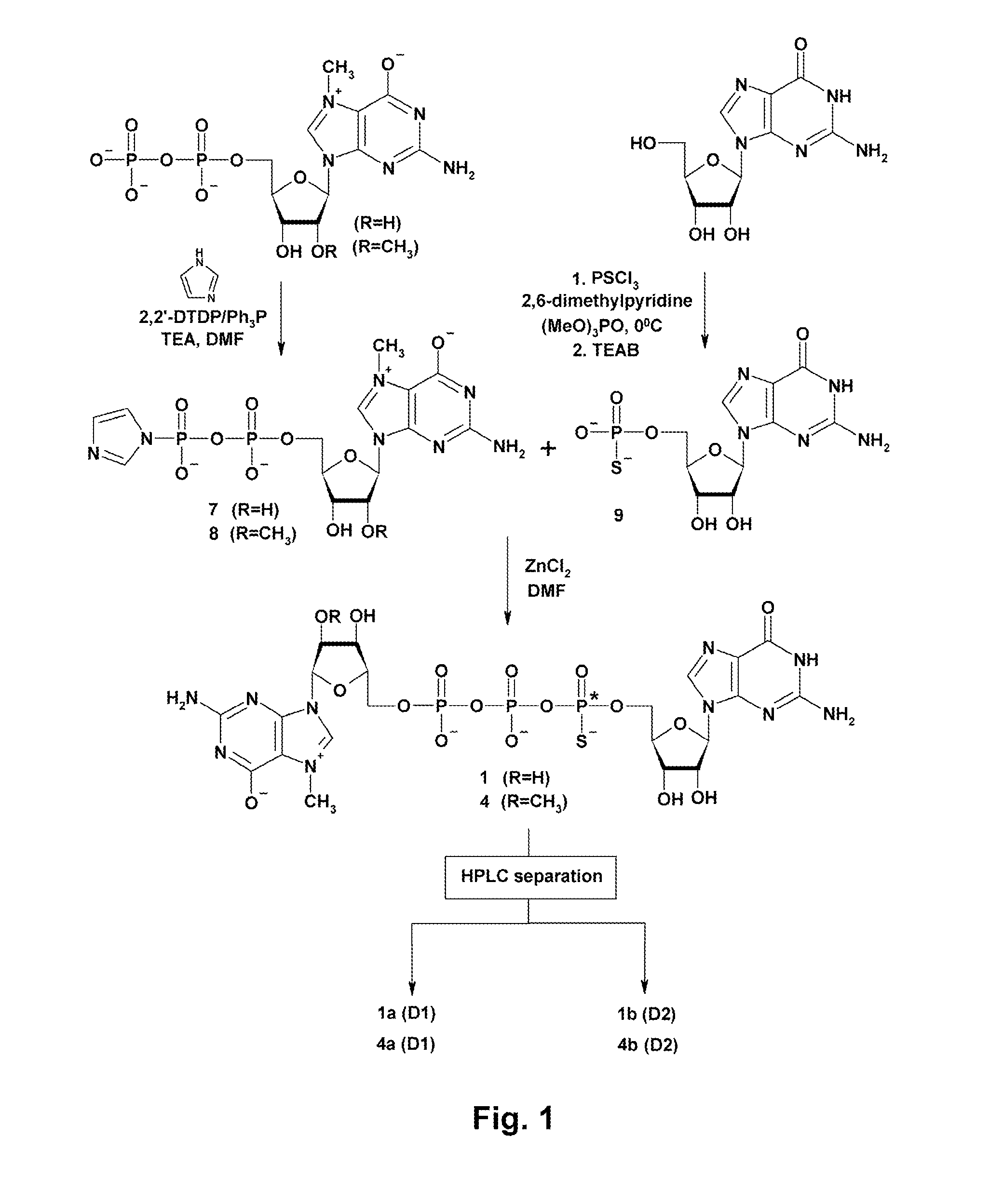 Synthesis and Use of Anti-Reverse Phosphorothioate Analogs of the Messenger RNA Cap