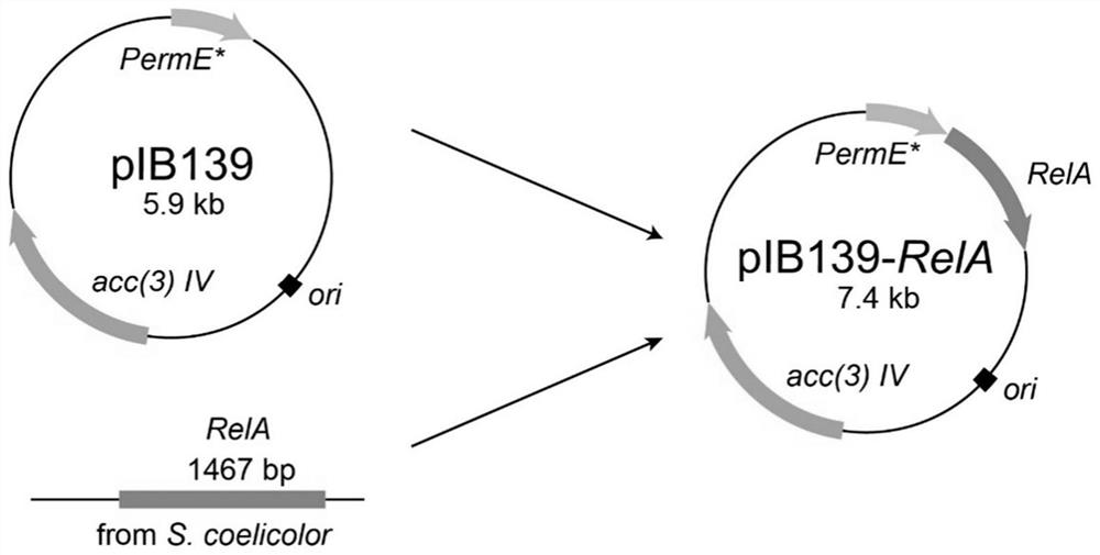 Streptomyces diastatochromogenes with high yield of toyocamycin in genetic engineering as well as construction method and application of streptomyces diastatochromogenes