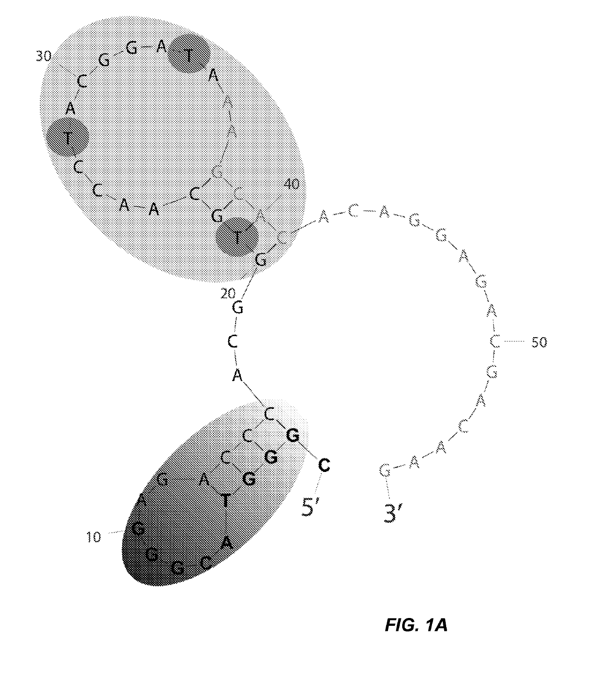 Glycosylated oligonucleotides that mimic the hiv-1 epitope of neutralizing monoclonal antibody 2g12