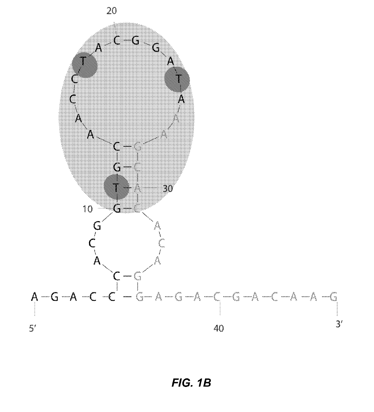 Glycosylated oligonucleotides that mimic the hiv-1 epitope of neutralizing monoclonal antibody 2g12