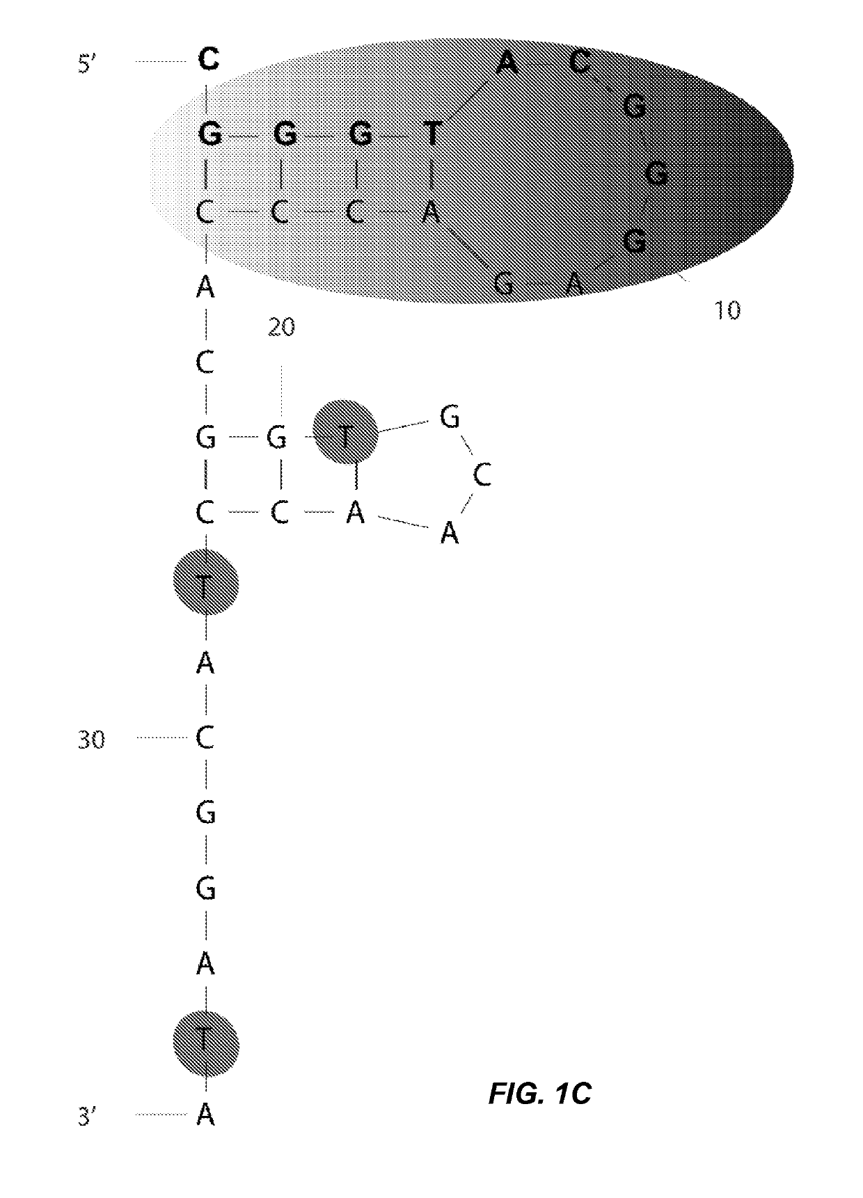 Glycosylated oligonucleotides that mimic the hiv-1 epitope of neutralizing monoclonal antibody 2g12