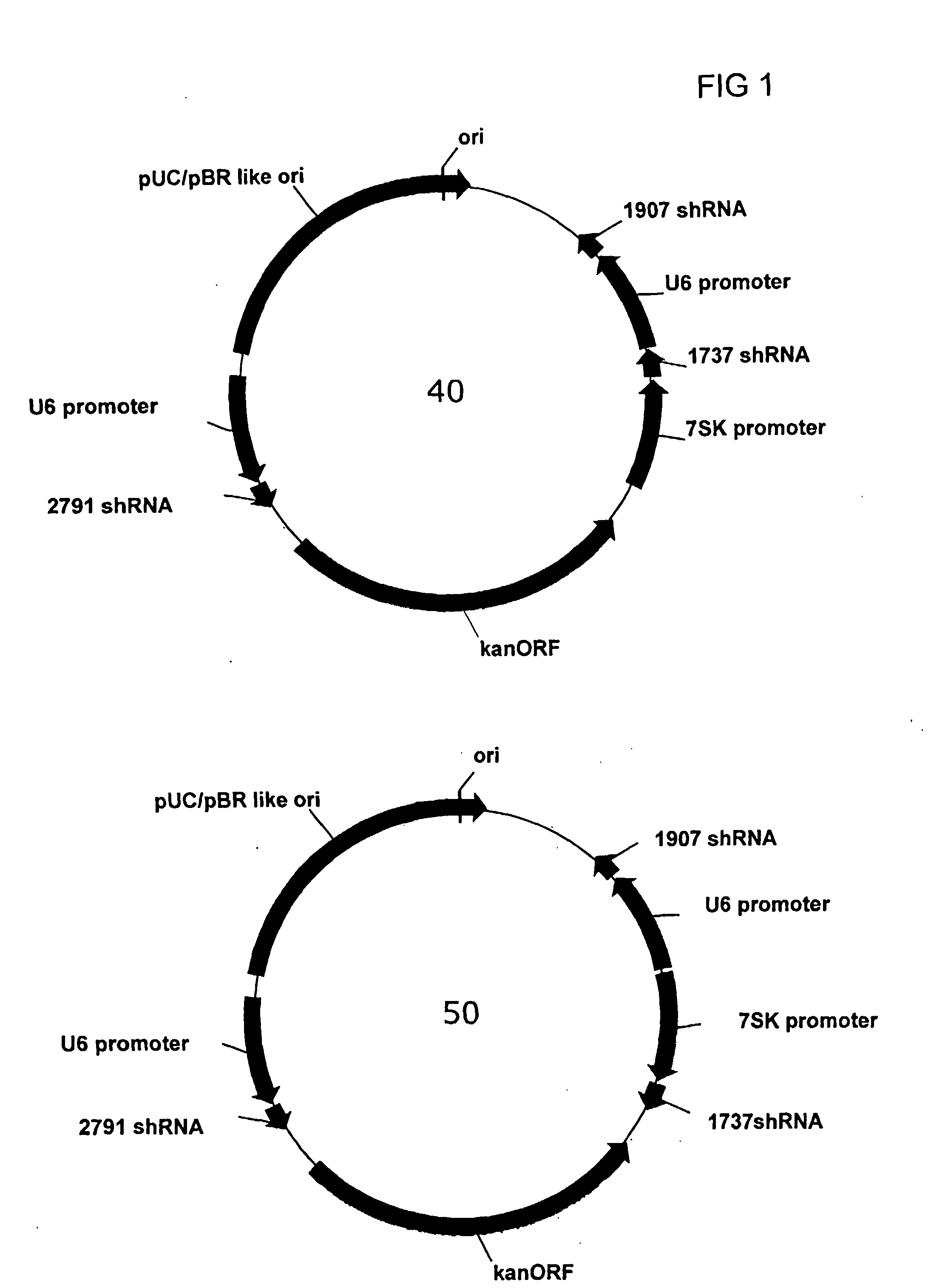 Multiple RNA Polymerase III Promoter Expression Constructs