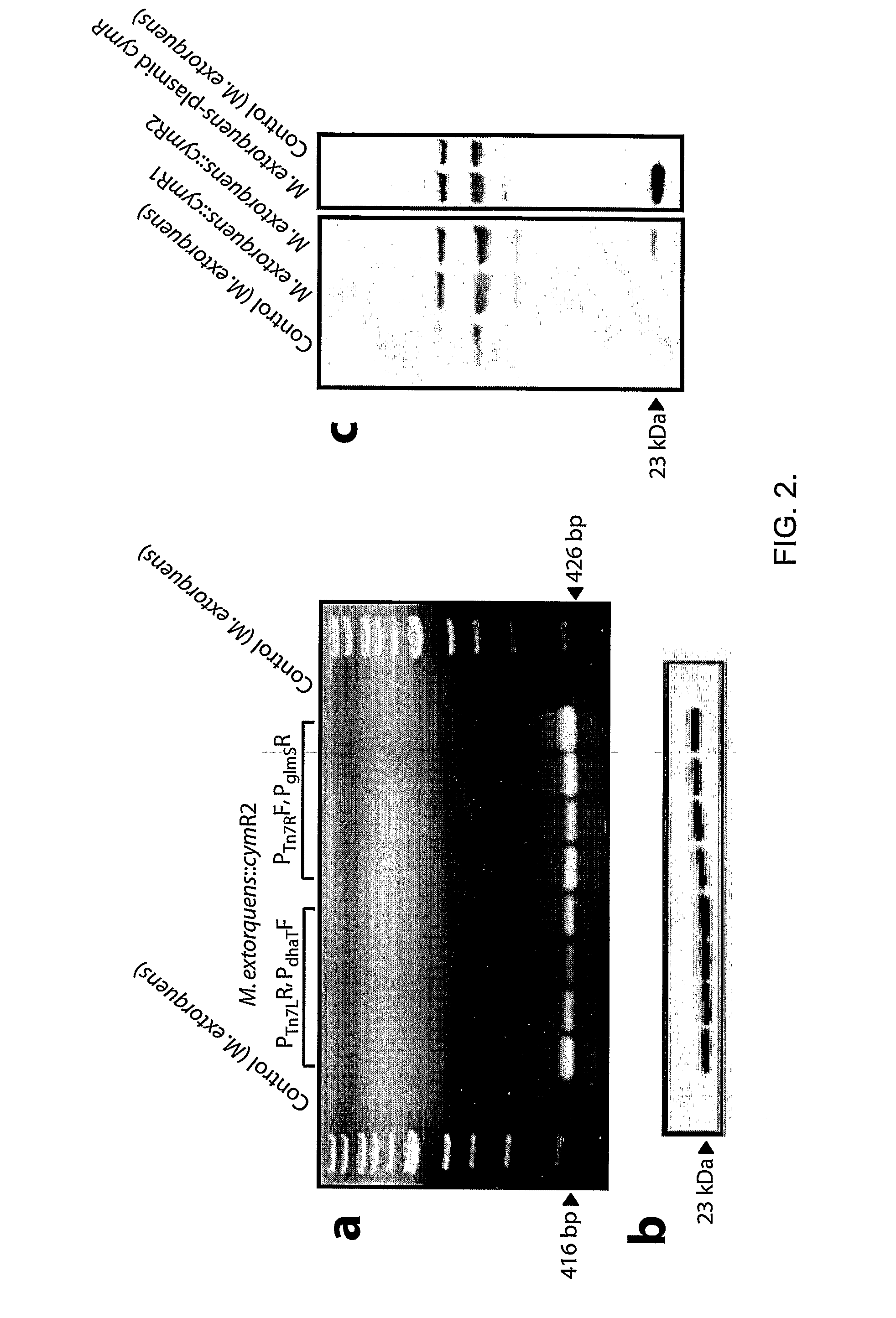 Regulation of heterologous recombinant protein expression in methylotrophic and methanotrophic bacteria